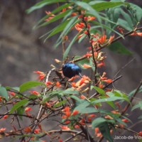 Woodfordia fruticosa (L.) Kurz